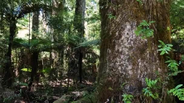 Panning Shot Van Dichte Weelderige Whirinaki Forest Woodland Tijdens Mooie — Stockvideo