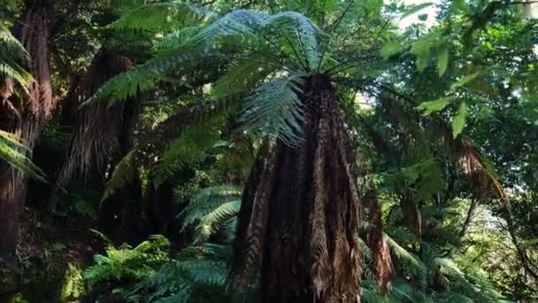 Yeni Zelanda Nın Whirinaki Koruma Parkı Nda Yetişen Tropikal Eğreltiotu — Stok video