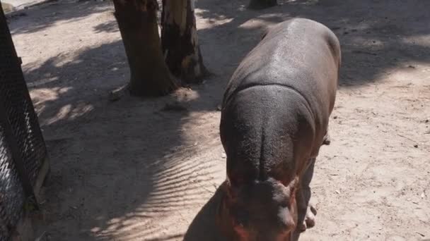 Ein Flusspferd Isst Seinem Aufenthalt — Stockvideo