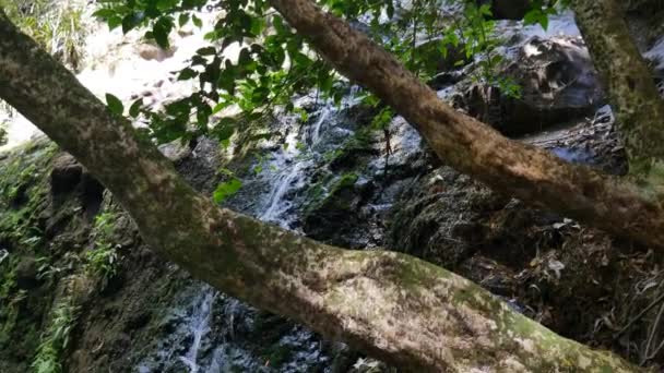 在新西兰克里凯里的一个清澈的丛林中湖中飘流着田园诗般的瀑布 — 图库视频影像