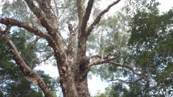 Corteccia Staccare Grande Albero Corteccia Presso Foresta Della Riserva Naturale — Video Stock
