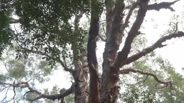 Grande Árvore Cascas Papel Meio Floresta Nativa Reserva Natural Thala — Vídeo de Stock