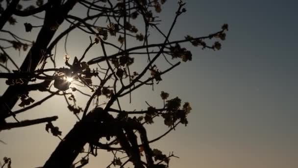 Rastreamento Mão Lenta Tiro Folhas Silhueta Com Sol Chamejando Atrás — Vídeo de Stock