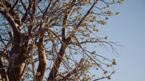 在非洲沙漠中 一只静止的手握住一棵土著树的叶子 — 图库视频影像