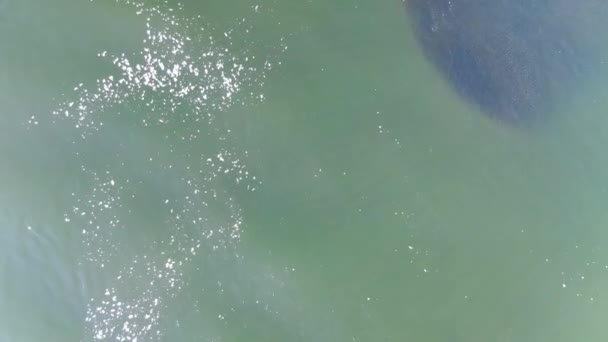 Aerial Top View Sea Groups Swimming Fish Boat Them — Stock Video