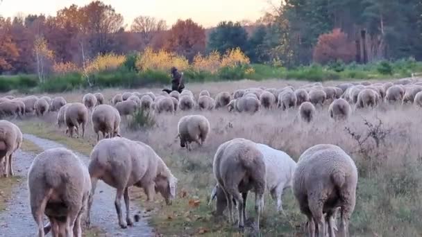 Szerokie Ujęcie Owiec Kóz Gromadzących Się Wokół Swojego Pasterza Który — Wideo stockowe