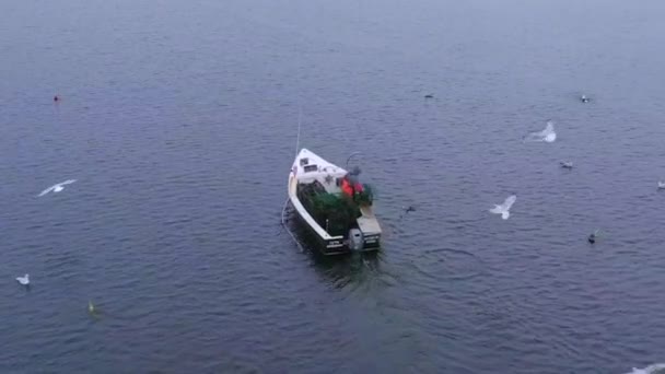 Aerial Footage Lobsterman Clears Lobster Traps Seagulls — Stock Video