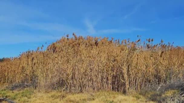 Listopadowe Wiatry Corn Creek Wildlife Refuge Nevadzie — Wideo stockowe