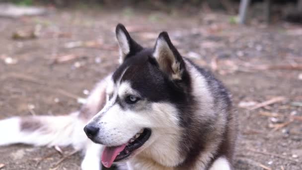 Zavřít Sibiř Husky Dívá Kameru Chlupatý Sibiřský Husky Pes Husky — Stock video