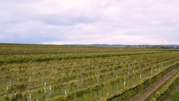 Dlouhé Řady Vinic Projíždějící Pod Letícím Dronem Krásná Vinařská Farma — Stock video
