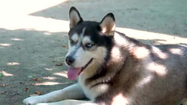 Detailní Záběr Psí Tváře Husky Modrýma Hnědýma Očima Dívá Přímo — Stock video