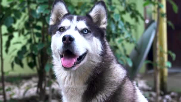 Detailní záběr obličeje psa, husky s modrýma a hnědýma očima, se dívá přímo do kamery. Chlupatý chraptivý pes odpočívá. Sibiřský Husky vypadá jako vlk. Husky portrét s letní krajiny pozadí