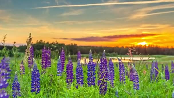 Bela Paisagem Primavera Com Ramos Lavanda Close Balançando Vento Pôr — Vídeo de Stock