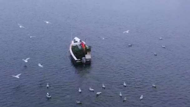 Aerial Footage Lobsterman Turns Boat Seagulls Fishing Bait — Stock Video