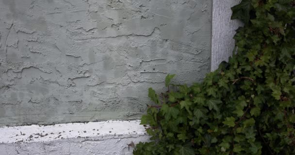 一个静止不动的视频 一些常春藤生长在房子上 在阴天的风中飘扬 — 图库视频影像