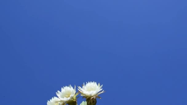 Inclinación Hacia Abajo Flores Blancas Tres Cactus Visto Desde Ángulo — Vídeo de stock