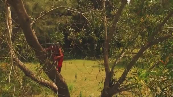 Ormanın Ortasında Uzun Bir Ağaca Tırmanırken Aslandan Tehlikeden Kaçınarak Meyve — Stok video