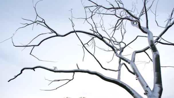 密苏里州圣路易斯森林公园艺术博物馆旁边的金属树雕塑 — 图库视频影像