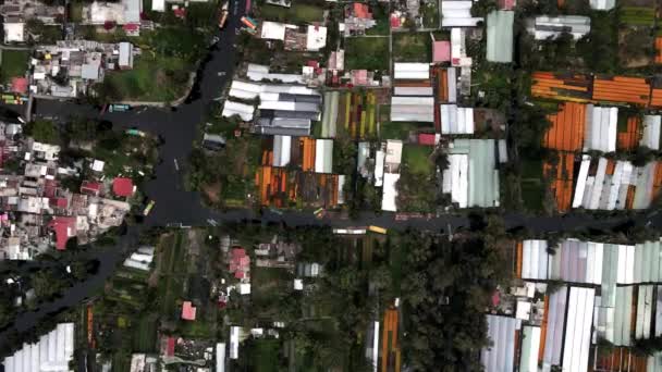 Xochimilco Gölü Ndeki Kanalların Yüzey Drone Görüntüsü Etrafında Cempashil Çiçek — Stok video