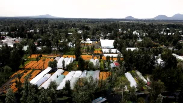Drohnen Ansicht Der Riesigen Blumenplantage Xochimilco Mexiko Stadt — Stockvideo