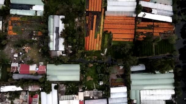 Vista Cenital Diversa Plantación Flores Cempasuchil Xochimilco Ciudad Mexicana — Vídeos de Stock