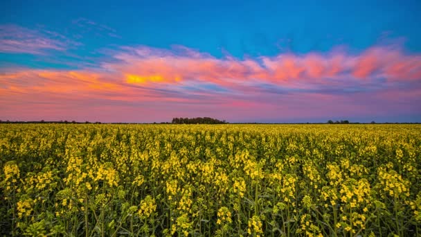 Paisagem Campo Flores Colza Amarela Durante Pôr Sol Colorido Timelapse — Vídeo de Stock