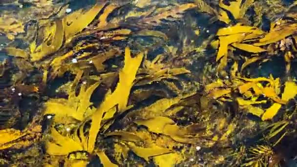 海の中で揺れる鮮やかな海藻を見下ろし — ストック動画