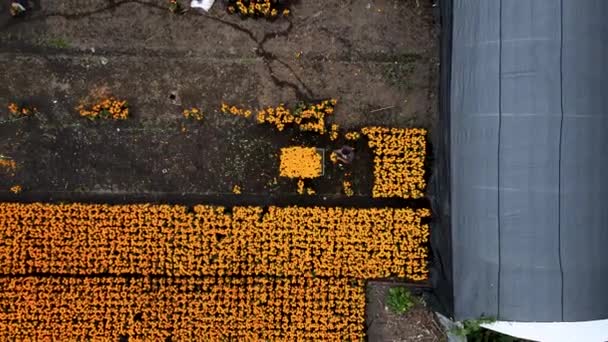 Aerial View Peasant Collecting Flowers Xochimilco — Stock Video