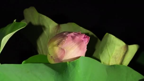 Квітка Лотоса Розквітає Зверху Відкриваючи Насіннєві Стручки Розвиток Хаотичного Листя — стокове відео