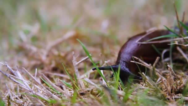 Lumaca Nera Striscia Terra Esplorando Con Tentacoli Superiori Inferiori — Video Stock