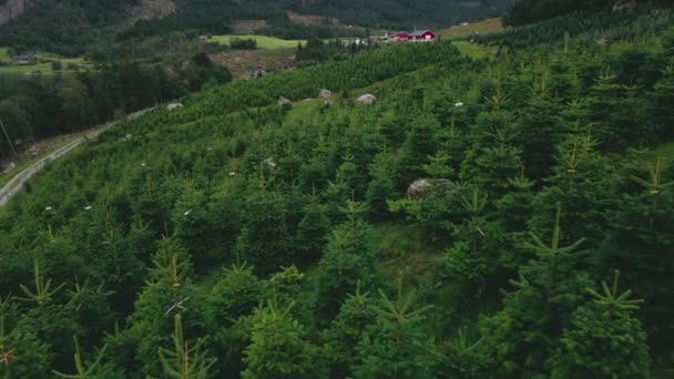 Cultivo Árvore Abeto Natal Verde Exuberante Uma Montanha Antena — Vídeo de Stock