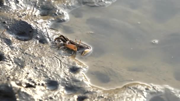 Wilde Schaaldieren Gevonden Zijn Natuurlijke Habitat Een Vioolkrabben Foerageren Nippen — Stockvideo