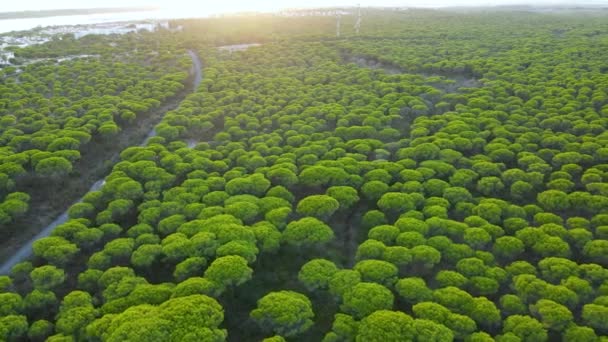 Flygfoto Över Havet Cartaya Stentallskog Med Countryside Road Piedras River — Stockvideo