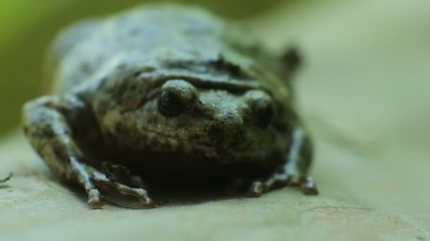 Βάτραχος Του Ποταμού Γίγαντας Βάτραχος Της Μαλαισίας — Αρχείο Βίντεο