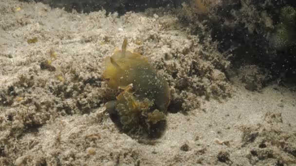 Meereswissenschaftliche Beobachtung Der Nacktschneckenart Dendrodoris Nigra Bei Einem Nächtlichen Tauchgang — Stockvideo