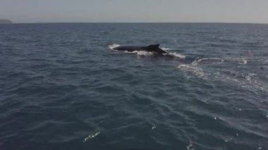 Anne ve bebek kambur balinalar havalanır ve sonra dalarlar.