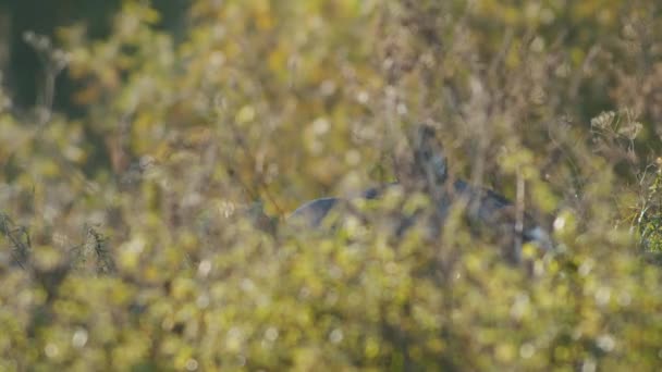 Chevreuil Sauvage Commun Gros Plan Parfait Sur Pâturage Automne Heure — Video