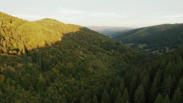 初秋に森林の丘の中腹に空飛ぶ ピーク時の朝の太陽 — ストック動画