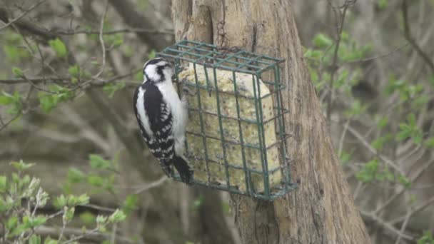 Жінка Волохата Woodpecker Захоплює Їжу Від Коктейлю Годівниці Щоб Сховатися — стокове відео