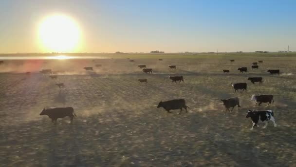 Angus Cattle Farming Pampa Argentina Herd Running Sunset Drone Tracking — Stock Video