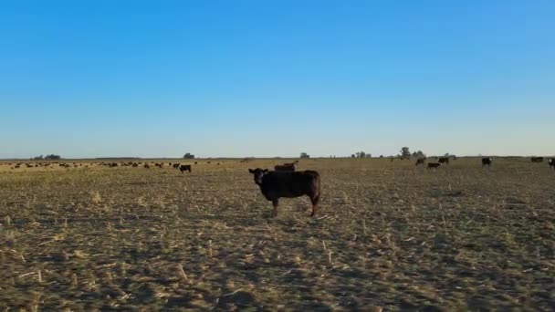 소들은 위에서 떠났고 아르헨티나 팜파스의 농지에서는 드론이 보인다 — 비디오