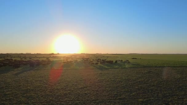 灿烂的落日下 成群的牛群在开阔的青草地上漫步 空中飞行前进 — 图库视频影像