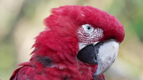 Närbild Vacker Röd Scharlakansröd Papegoja Tittar Direkt Kameran Blinkande — Stockvideo