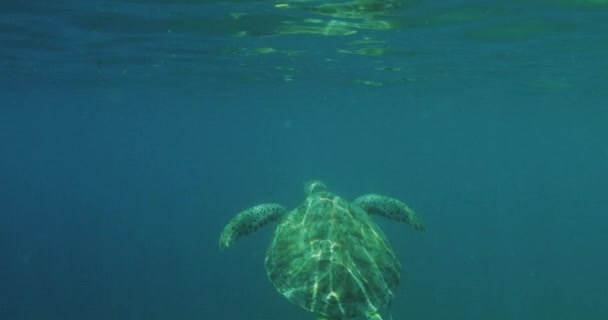 Sea Turtle Breaching Water Surface Ocean Por Johns Ilhas Virgens — Vídeo de Stock