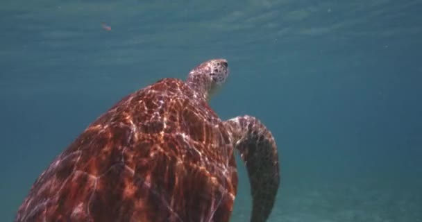 ゴージャスなウミガメがカリブ海で自由に水中を泳ぐ — ストック動画