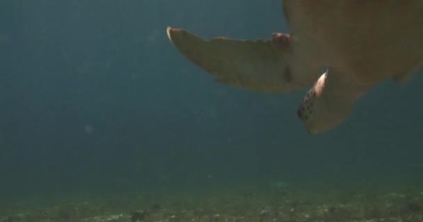 バージン諸島の水中で泳ぐウミガメの後ろの閉鎖 — ストック動画