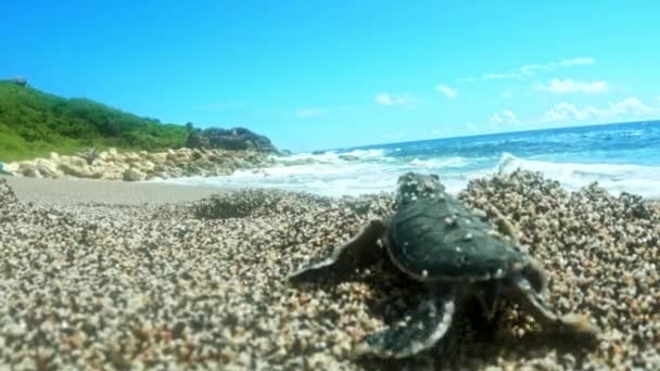 New Born Sea Turtle Emerge Sands Crawling Ocean Dalam Bahasa — Stok Video