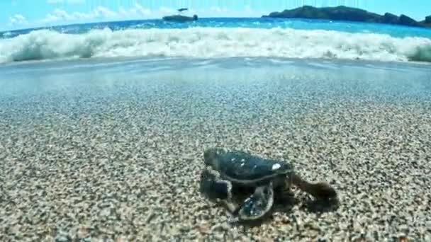 Piccola Tartaruga Che Striscia Nel Mare Dell Oceano Blu Tiro — Video Stock