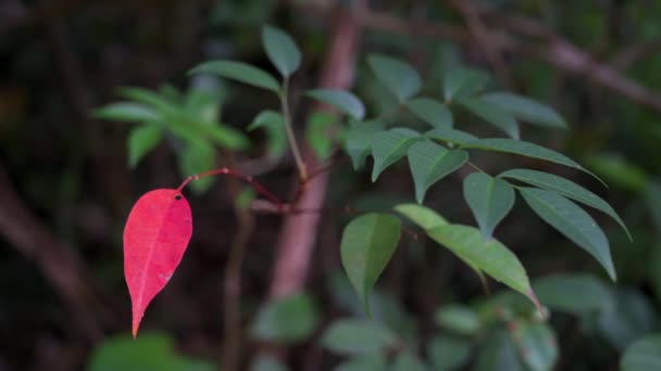 Una Hoja Roja Caída Entre Las Hojas Verdes Del Árbol — Vídeos de Stock