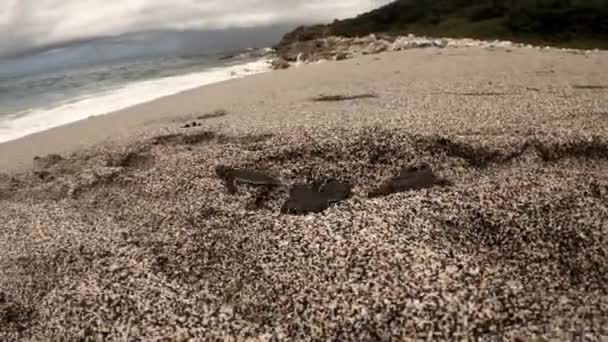 Schattige Pas Uitgebroede Groene Zeeschildpadden Weg Naar Zee — Stockvideo